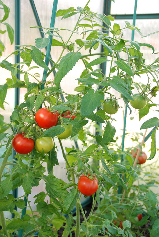 Modne tomater i et veksthus