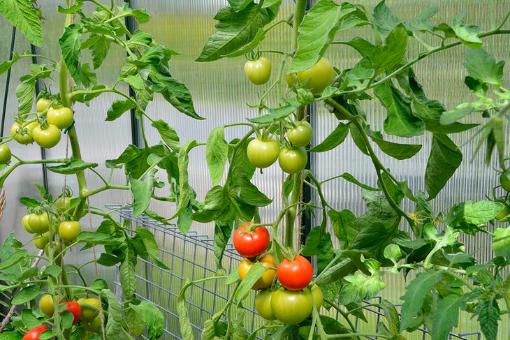 Tomater dyrkes i vekshus.