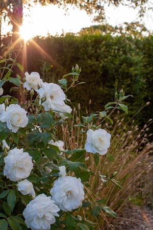 Hvite roser og gule strå i solnedgang.