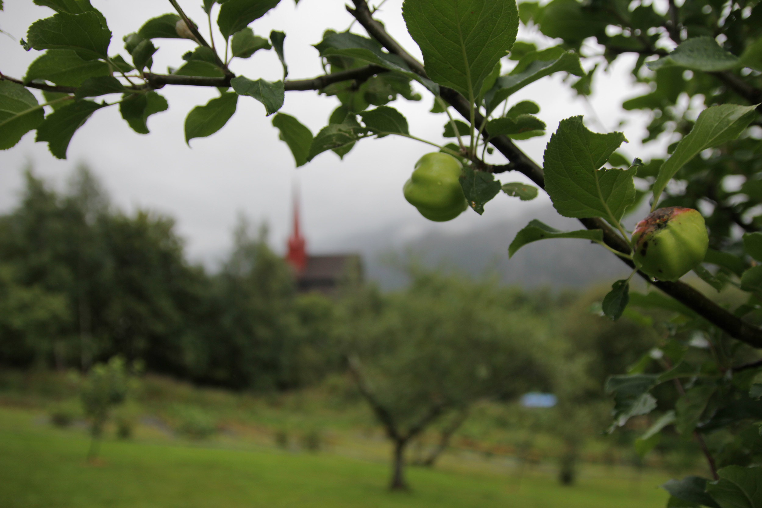 Bilde av et fruktbærende epletre med Ringebu kirke i bakgrunnen 