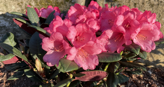 Hagevandring i Rhododendron hagen på Nedre Eskeland