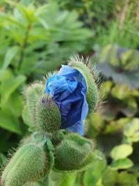 Blå blomst