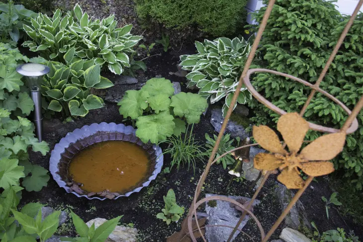 vannspeilet dukker opp mellom plantene