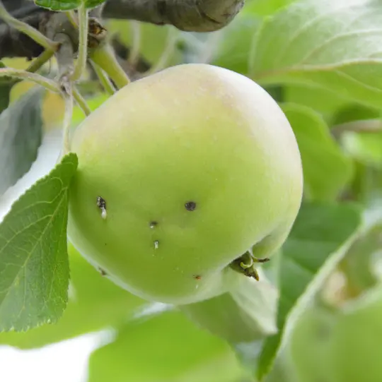 Bilde av et eple med stikk fra rognebærmøll. 