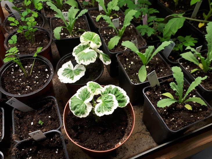 Pelargonia dyrkes på dytrkingsbrett under plantelys sammen med andre småplanter. 