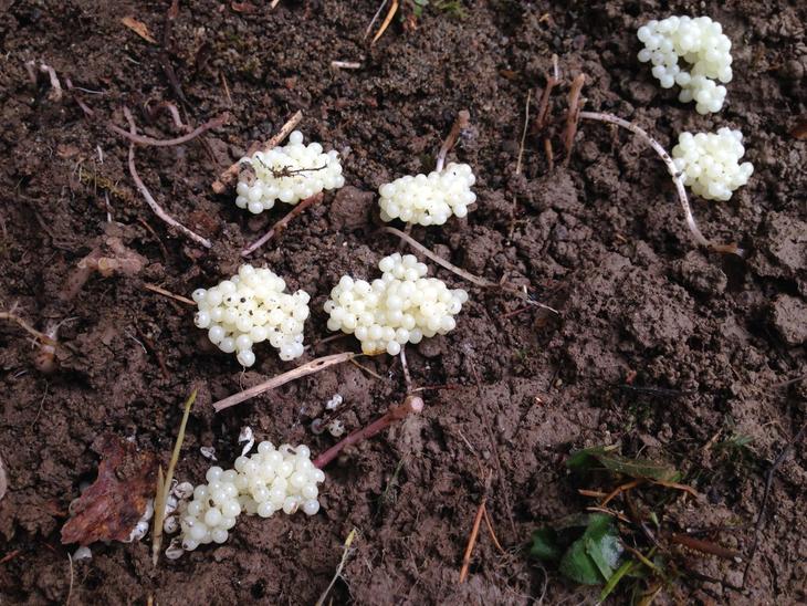 Klynger av hvite snegle-egg på brun jord. 