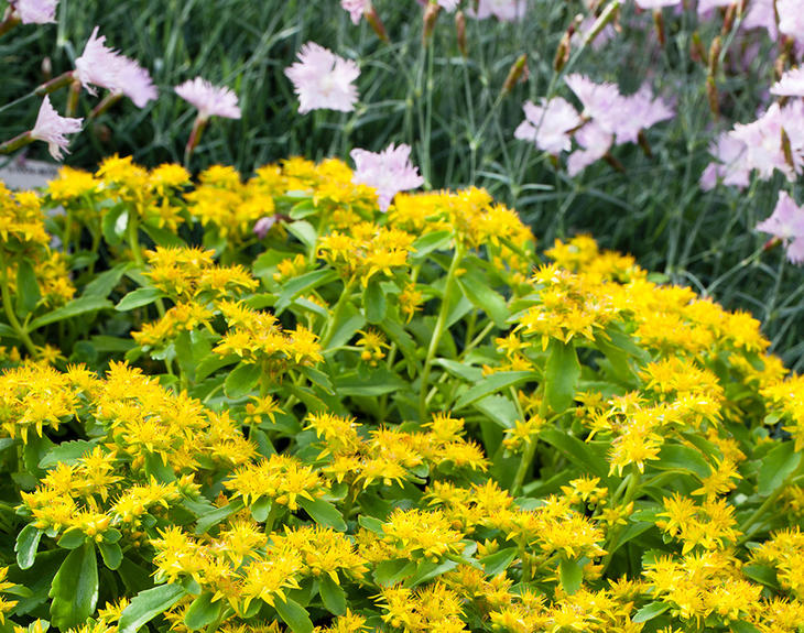 Sibirbergknapp er en teppedannende lavtvoksende plante med skarpt gule blomster. 