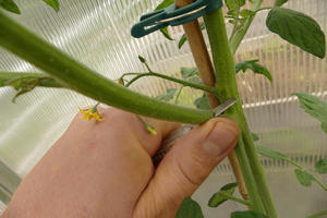 Fjern tjuv på tomatplante
