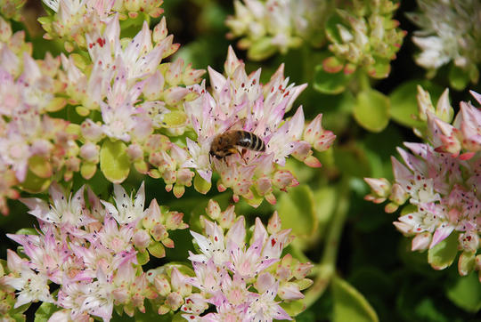 Nærbilde av bildene til gravbergknapp. Her sitter en bie midt i blomstene. 