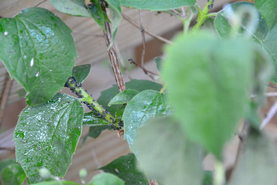 Nærbilde av svart bladlus på duftsvkjærsmin er vanlig. 