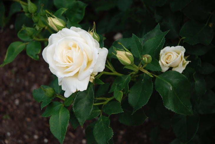Lekker hvit rose med blankt, grønt bladverk. 